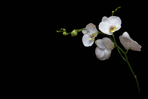 Close up shot of beautiful white orchid (Phalaenopsis) flower isolated on black background.