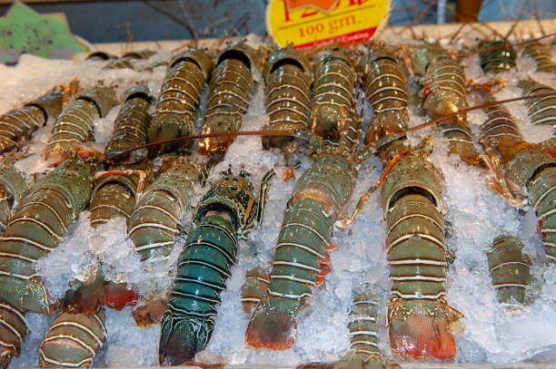Chilled lobster ready for cooking.