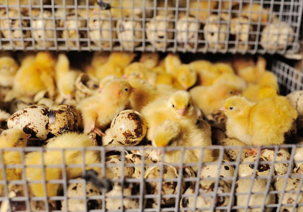 newborn hatched quail Chicks close up in an incubator on a poultry farm