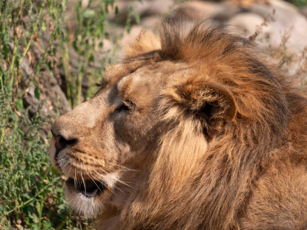 istock Portrait lion basking in the warm sun after dinner 1225097227