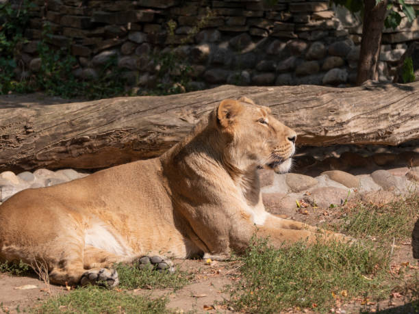 istock Portrait lioness basking in the warm sun after dinner 1225097248