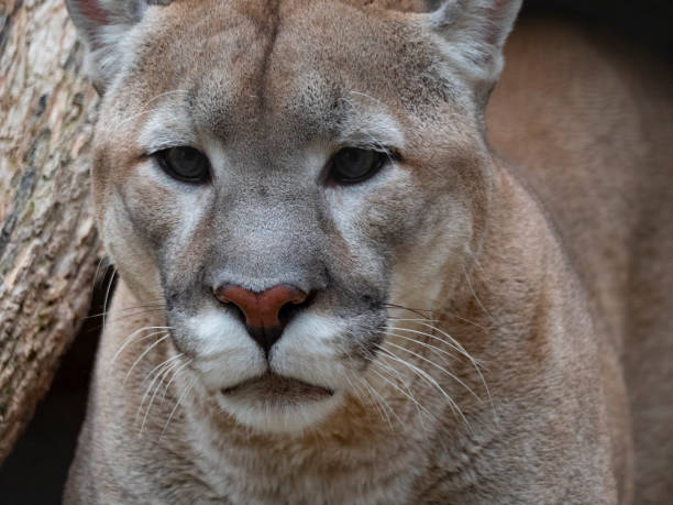 istock cougar before the attack on the victim prepares to jump 1225097920
