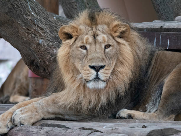 istock Portrait lion basking in the warm sun after dinner 1225097947