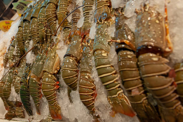 istock Chilled lobster ready for cooking. 1225098377