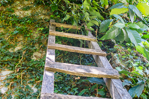 Rustic wooden ladder leaning against wall with creeper plants