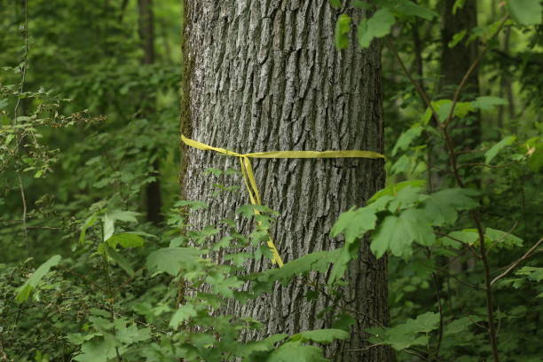 istock A tree trunk in a forest tied with a yellow ribbon 1225099467