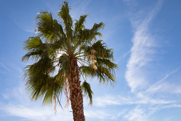 istock Palm tree against blue sky at the beach, Saint Pete Beach, Florida, USA 1225101024
