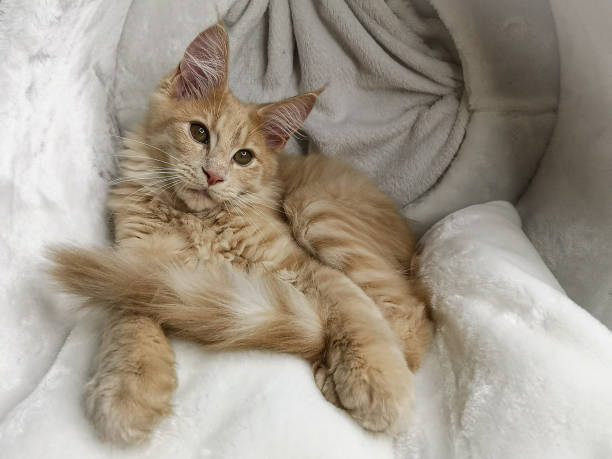 istock Ginger beige maine coon cat kitten lying on a fluffy texture front view 1225101504