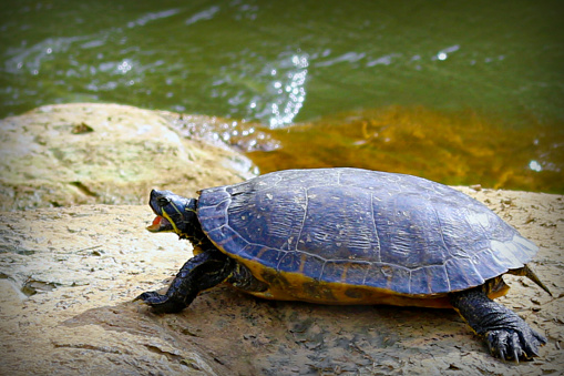 River Cooter, Turtle Pseudemys concinna