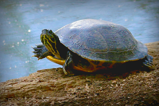Large turtle resting half out of water on rock at Fountain Creek south of Colorado Springs, Colorado, western  USA, North America