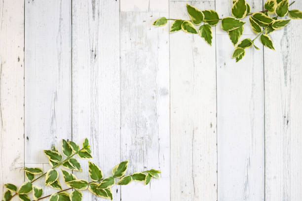 istock Campanumoea leaves on white painted wooden board, background image 1225102479