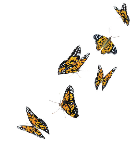 istock Orange beautiful flying butterflies isolated on white background. Monarch butterflies in Motion.3d illustration. 1225102525