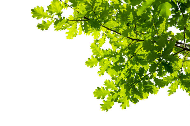 branch of young solar green oak leaf isolated on white. - oak leaf leaf oak tree spring imagens e fotografias de stock