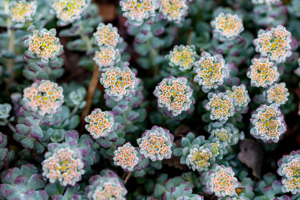 セダム・スパトゥリフォリウム・ケープ・ブランコ - succulent plant sedum temperate flower perennial ストックフォトと画像