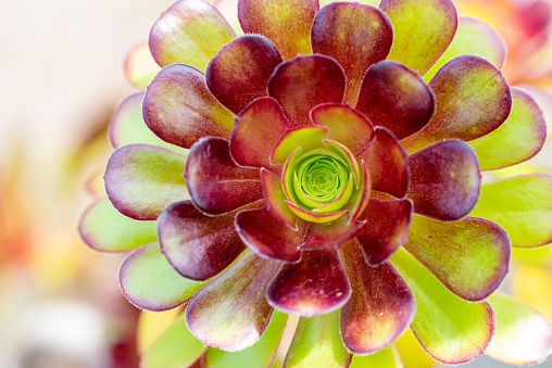 Aeonium arboreum, Schwarzkopf rosette thick leaf, large and vigorous plant