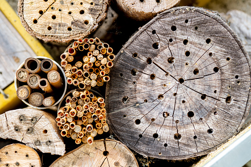 Detail of an Insect Hotel