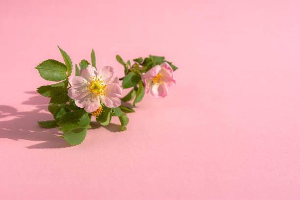 Wild roses (rugosa) vine reaches out gracefully.