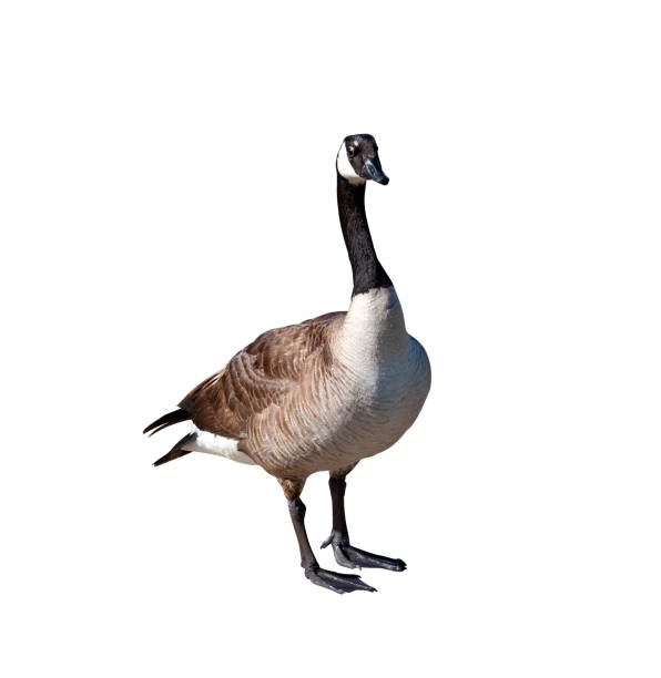 Canada goose closeup cutout isolated on a white background