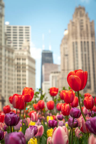 Close up of red, pink, purple and yellow tulips in a planting bed in the median in Michigan Avenue with highrise buildings out of focus in the background. stock photo