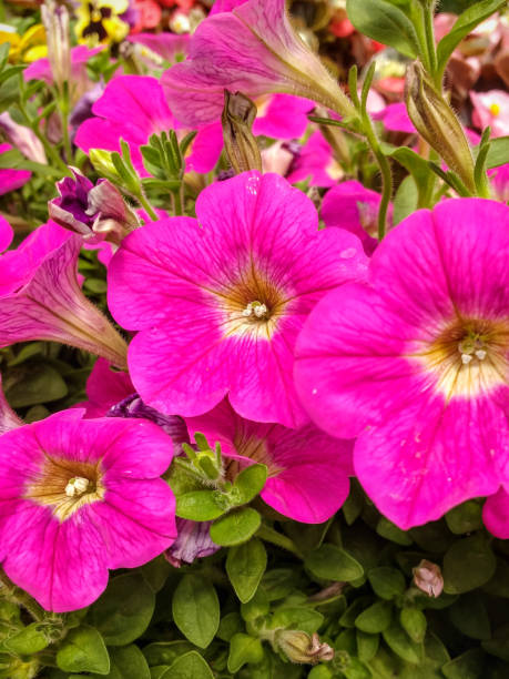 istock Petunia axillaris, flower bed with several pink flowers. 1225108519