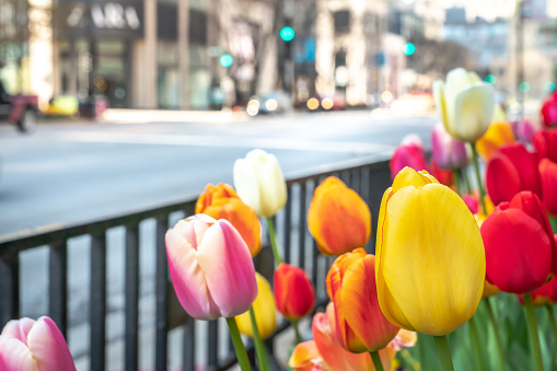 A multi colored array of tulips in bloom along the Mag Mile or Michigan Avenue in downtown Chicago in spring during the COVID-19 pandemic and stay at home order.