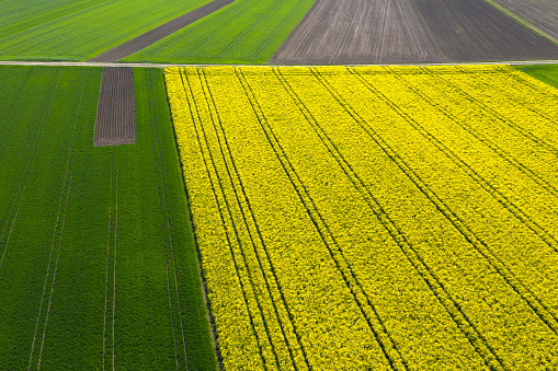 Aerial view of landscape with canola fields, in springtime.