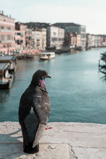 istock pigeon in Venice 1225114173
