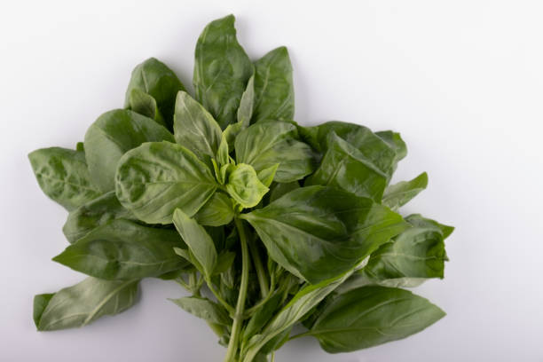 istock Fresh basil leaf isolated on white background, close up. Basil herb 1225115602