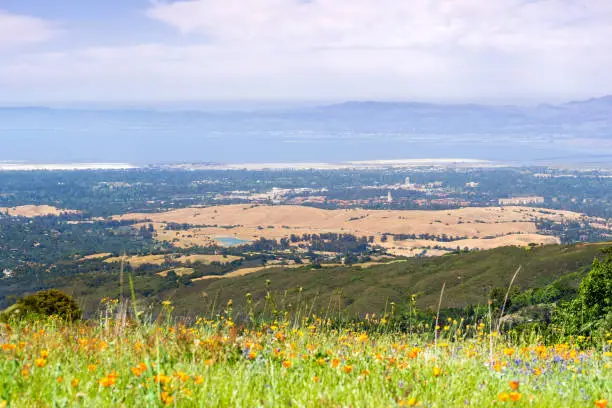 Photo of Aerial view of Palo Alto, Stanford University, Redwood City and Menlo Park, part of Silicon Valley; wildflower field visible in the foreground; San Francisco Bay Area, California