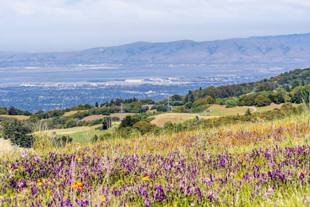 blick auf sunnyvale und mountain view, teil des silicon valley; grüne hügel und wildblumenfeld im vordergrund sichtbar; san francisco bay area - sunnyvale california stock-fotos und bilder