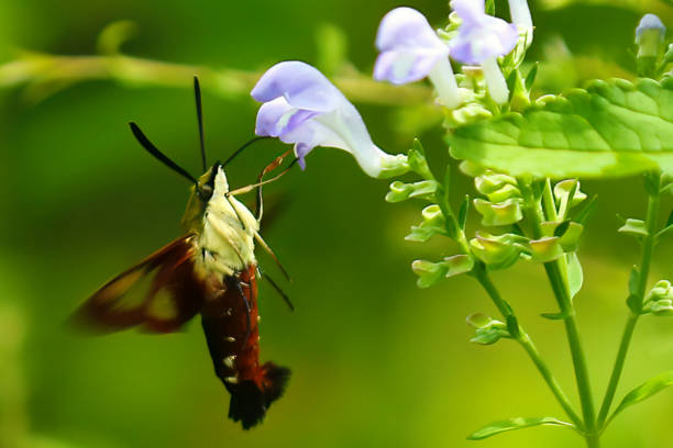 Hummingbird Clearwing Hemaris thysbe