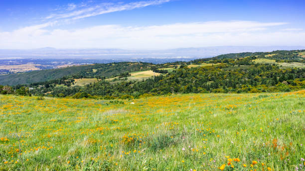 prati coperti di fiori selvatici e verdi colline sulle montagne di santa cruz; silicon valley e il litorale della baia di south san francisco, visibile sullo sfondo; california - poppy field flower california golden poppy foto e immagini stock