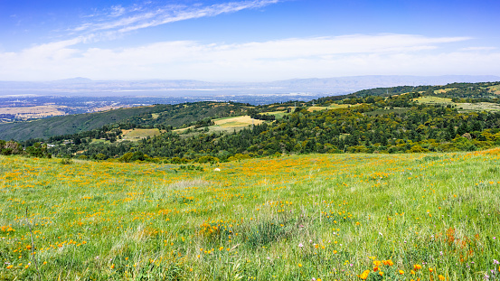 Wildflower covered meadows and green hills in Santa Cruz mountains; Silicon Valley and the shoreline of South San Francisco bay, visible in the background; California