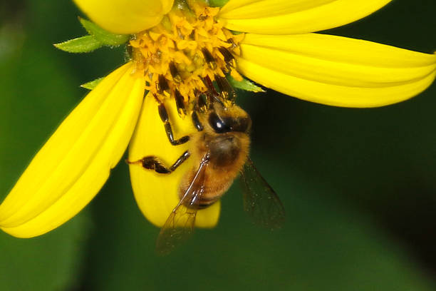 istock Western Honey Bee Apis mellifera 1225118186