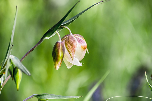 Close up pf Fairy lantern (Calochortus albus) wildflower blooming in the forests of Santa Cruz mountains, California