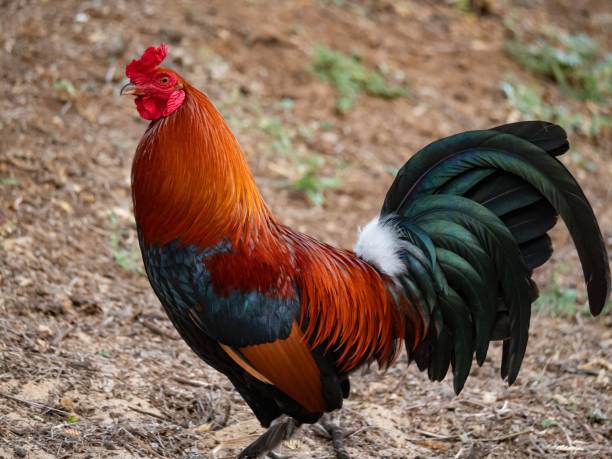 Feral rooster in Maui Hawaii. stock photo