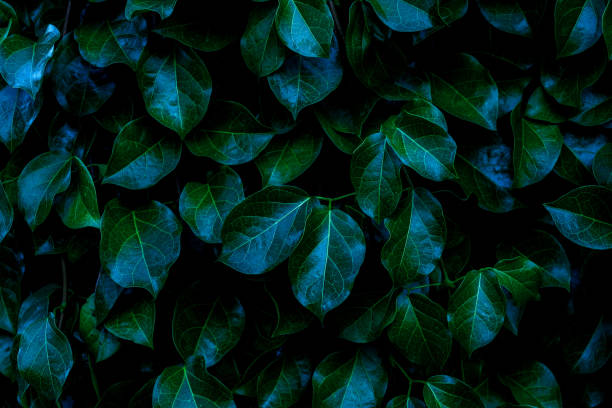 istock green leaves for background and wallpaper 1225119057