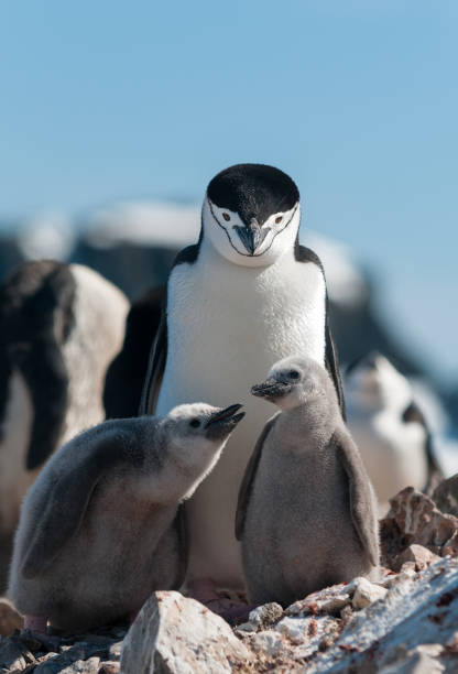 istock Adult Chinstrap Penguin with two chicks, Antarctic Peninsula 1225119136