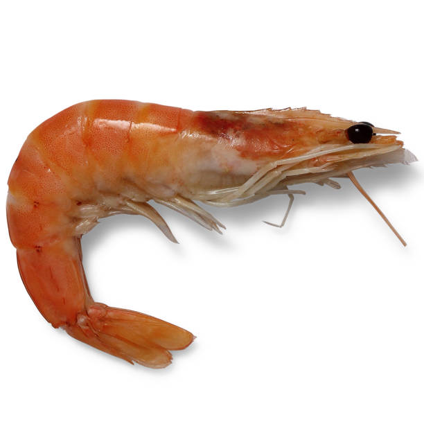 istock shrimp, Beautiful Food , High Quality 1225119867