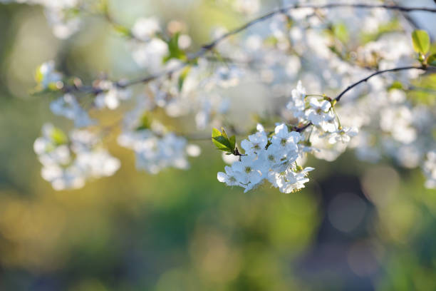 istock Spring blossom flowers of bird cherry tree 1225120490
