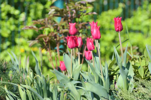 Tulip flowers. Bright sunny colorful tulips at garden