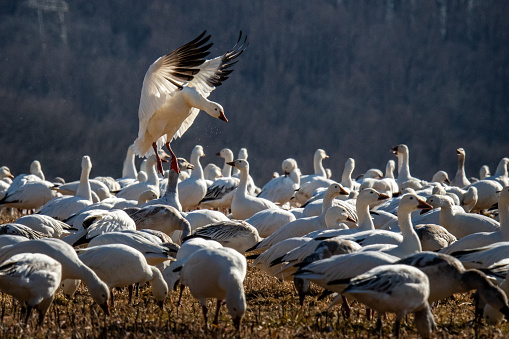 Wingtips elevated, a migratory snow goose lands in a field at Middle Creek National Wildlife Refuge Area