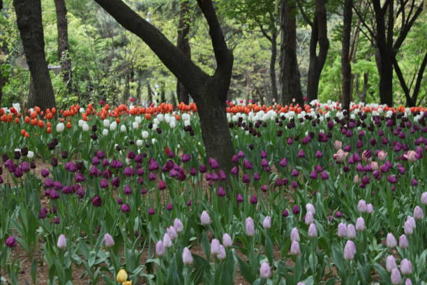Seoul Forest Tulip Festival