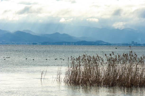 Ducks at the Docks of Lake Garda at Sunset – Tranquil Reflections