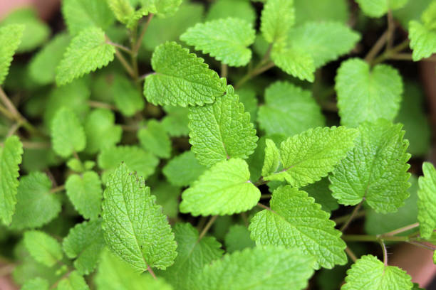 fleisch zitronenmelisse in einem blumentopf im kräutergarten - lemon balm stock-fotos und bilder