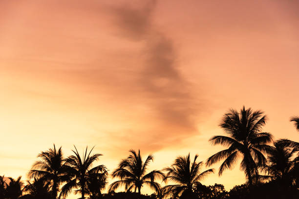 Palm trees silhouettes on tropical beach at vivid sunset time
