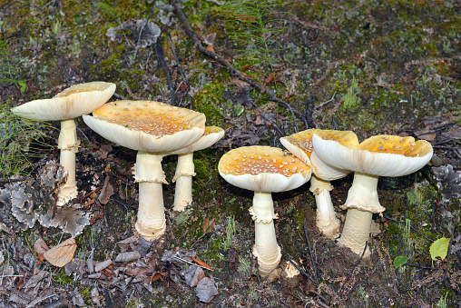 Amanita mushrooms (Amanita muscaria) commonly known as the fly agaric or fly amanita, native throughout the temperate and boreal regions of the Northern Hemisphere. This poisonous mushroom, noted for its hallucinogenic properties, was photographed in the Alaskan forest, Denali National Park, Alaska.