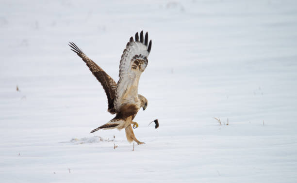 rough-legged buzzard caught a mouse in winter - rough legged hawk bird of prey hawk animals in the wild imagens e fotografias de stock