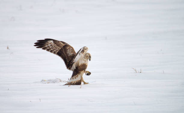istock rough-legged buzzard caught a mouse in winter 1225133517