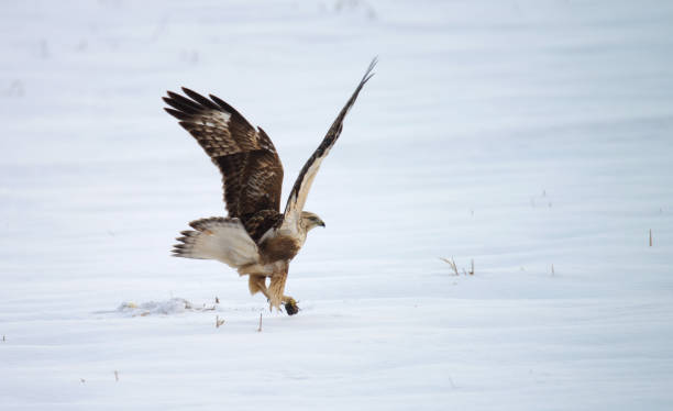 istock rough-legged buzzard caught a mouse in winter 1225133524